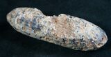 Agatized Fossil Pine (Seed) Cone From Morocco #8103-1